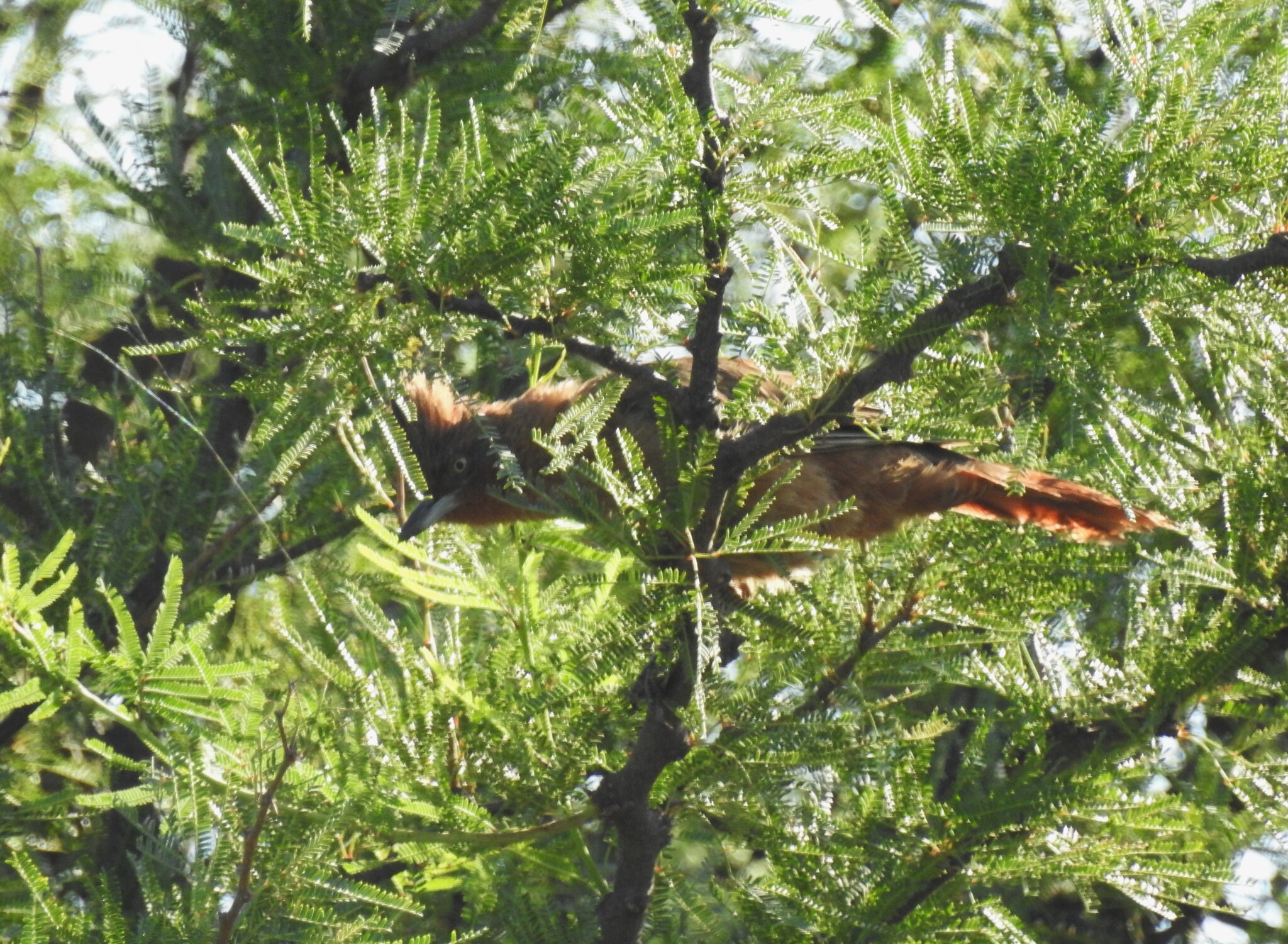 Brown Cacholote (Pseudoseisura lophotes), photo 3