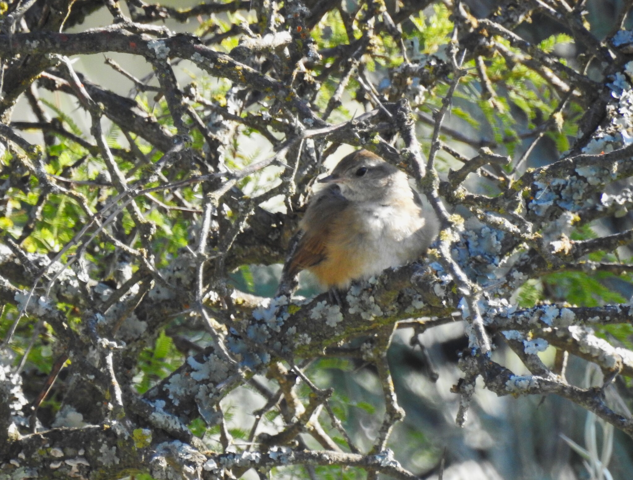 Short-billed Canastero (Asthenes baeri), photo 3