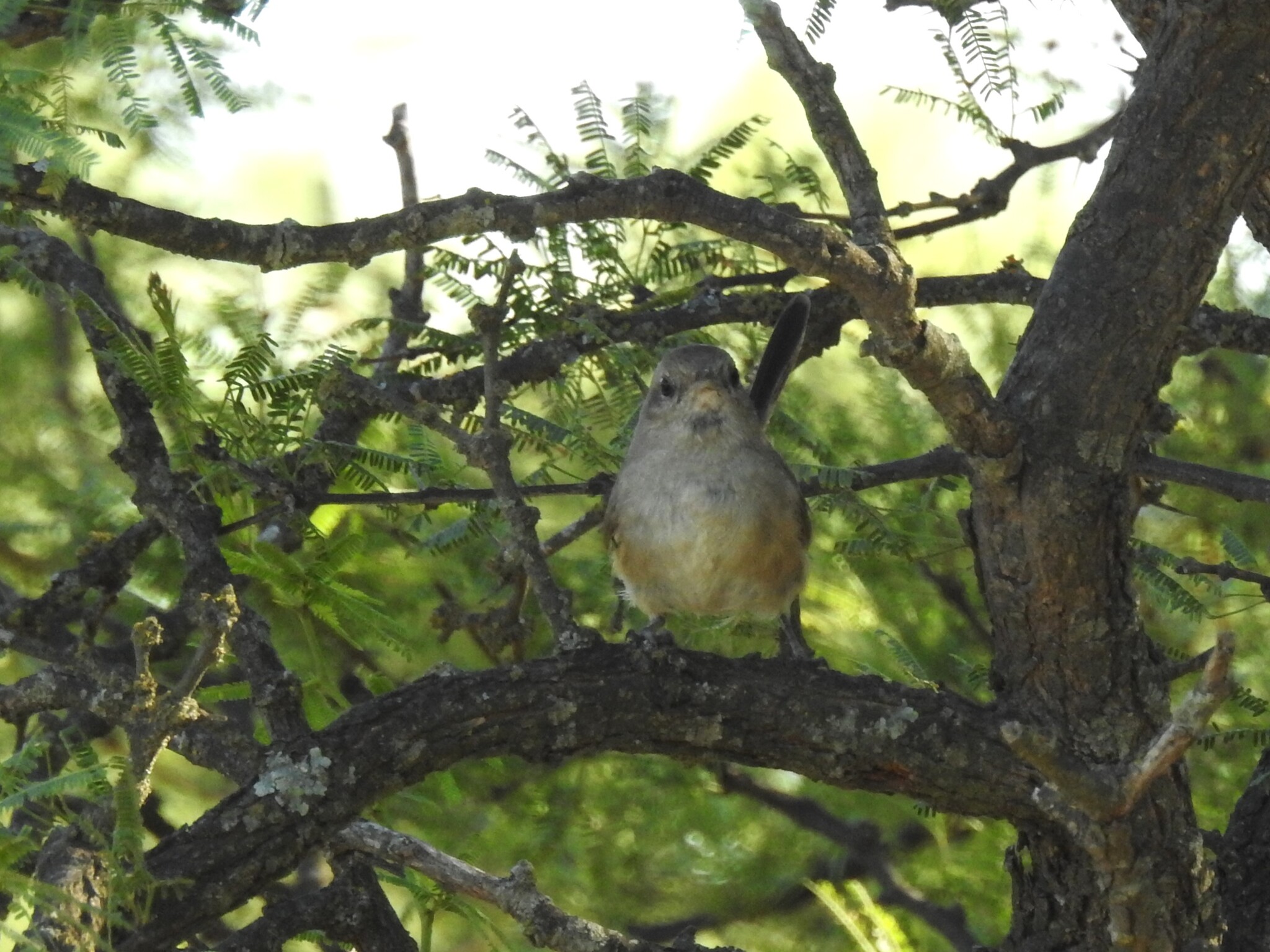 Short-billed Canastero (Asthenes baeri), photo 4