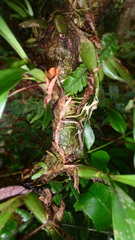 Zygosepalum labiosum