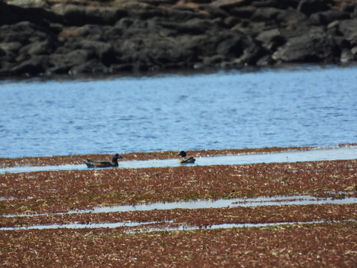 Chiloe Wigeon (Mareca sibilatrix), photo 7