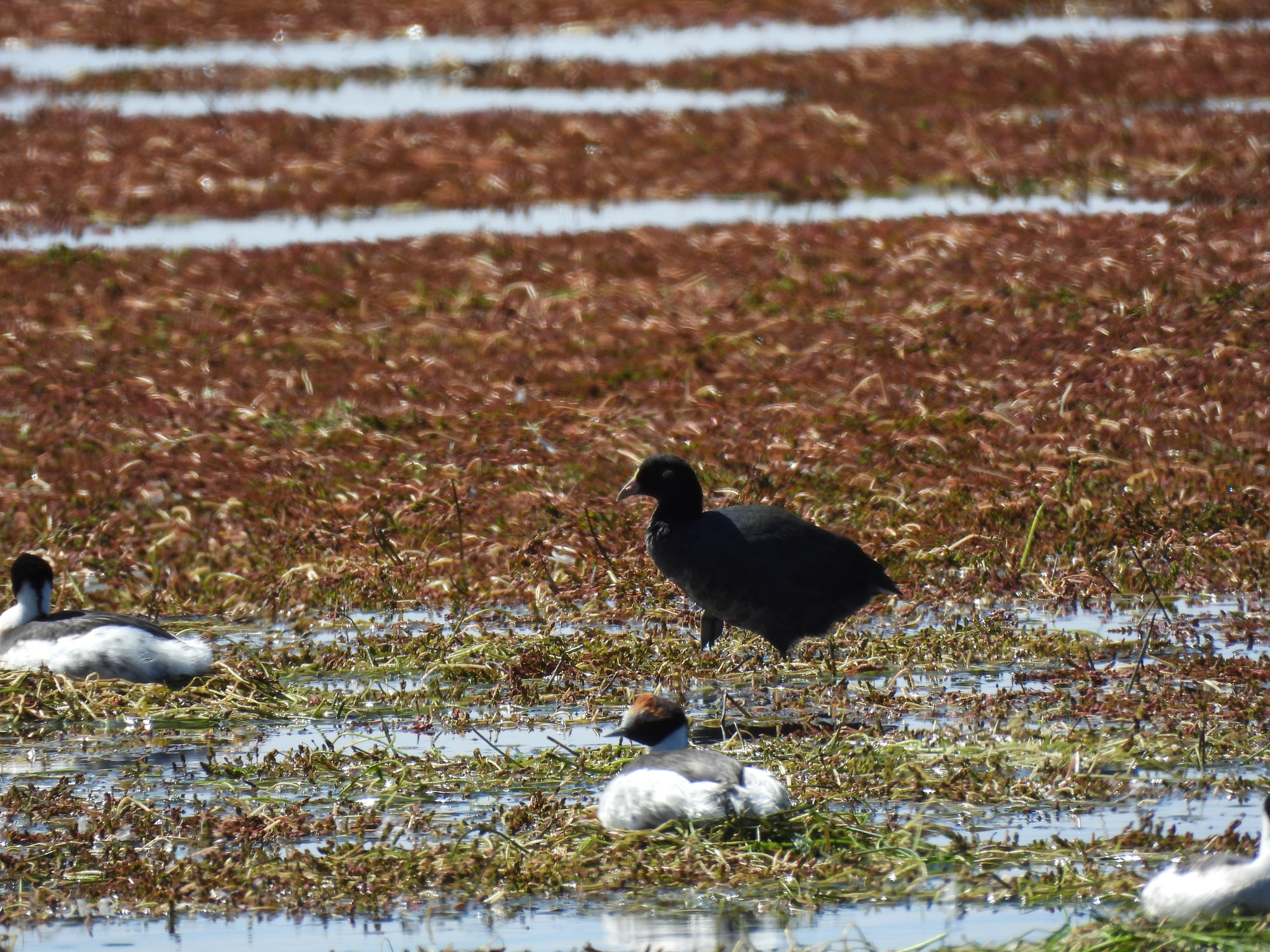White-winged Coot (Fulica leucoptera), photo 10