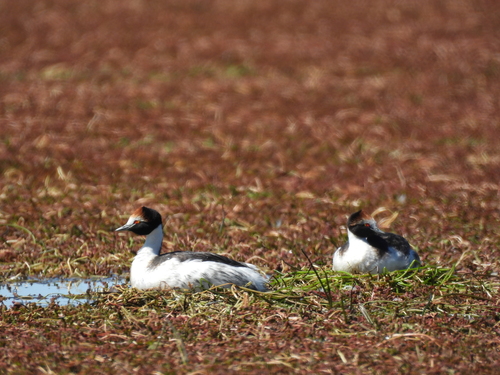 Hooded Grebe (Podiceps gallardoi), photo 10