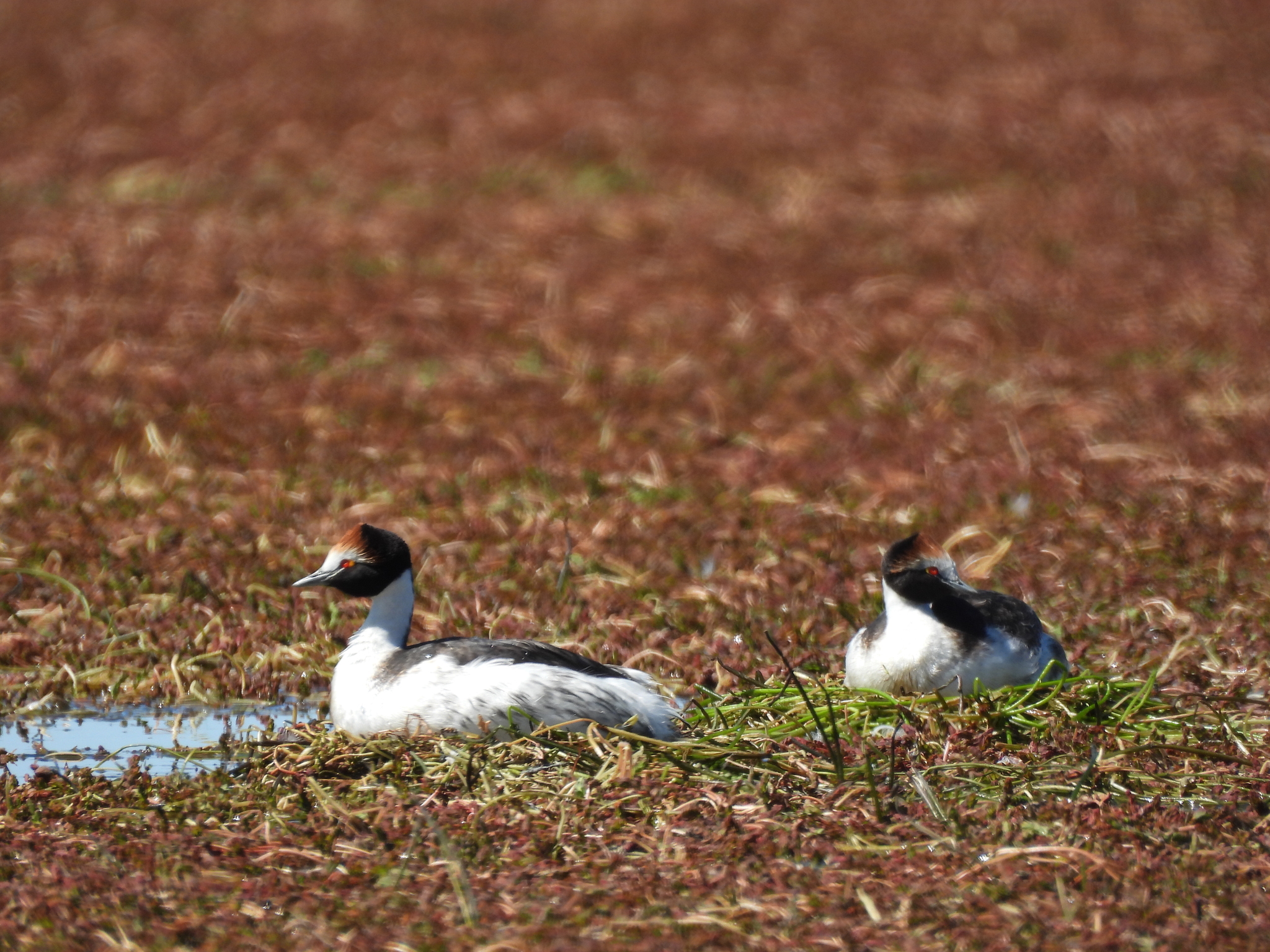 Hooded Grebe (Podiceps gallardoi), photo 10