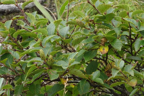 Betula apoiensis iNat (2)