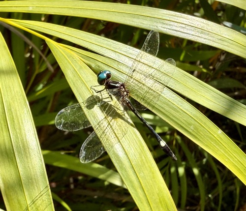 Sierra Madre Sylph