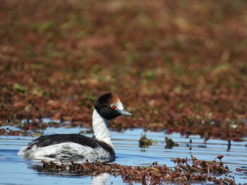 Hooded Grebe (Podiceps gallardoi)