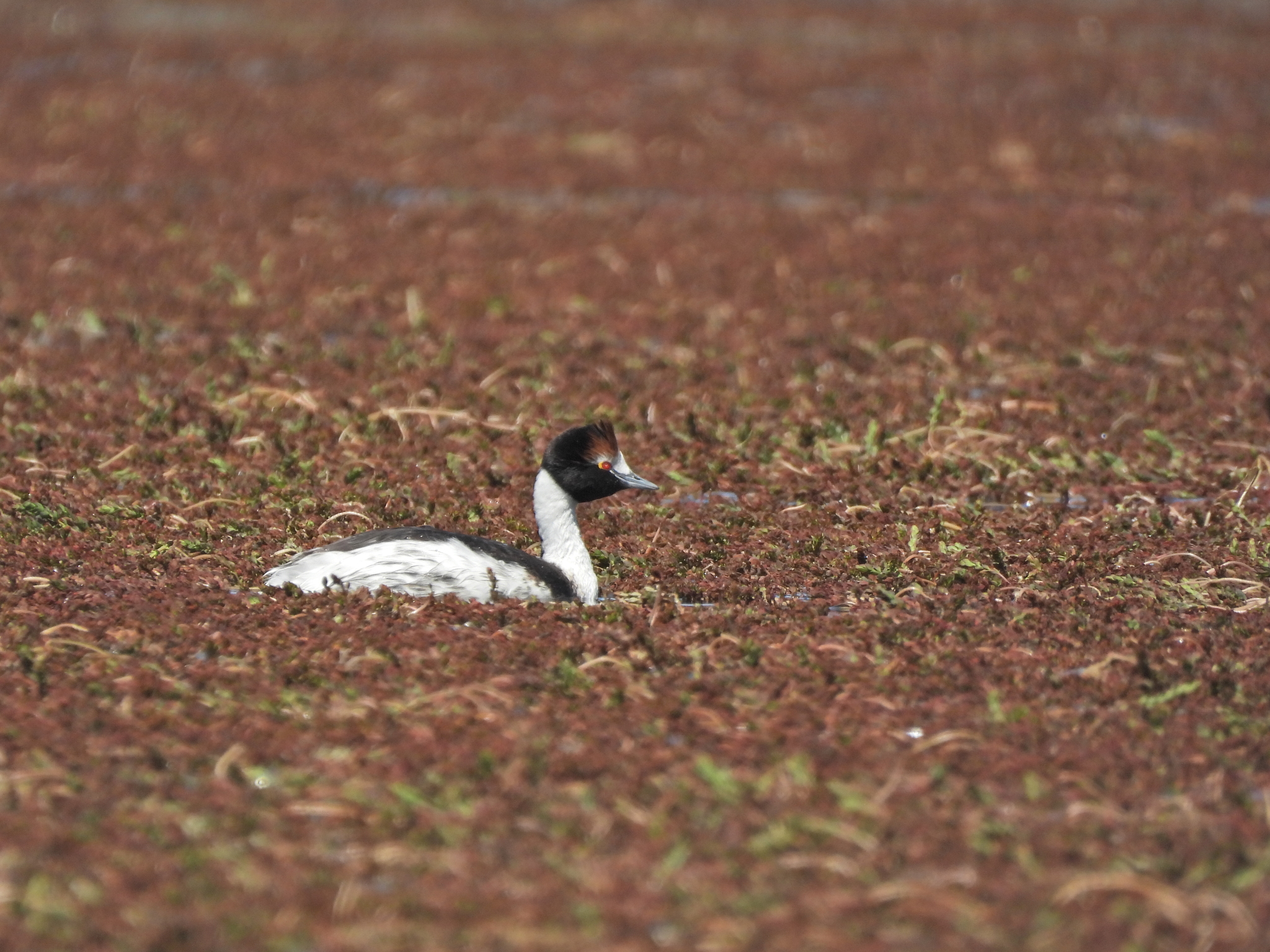 Hooded Grebe (Podiceps gallardoi), photo 2