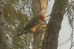 Melanerpes aurifrons