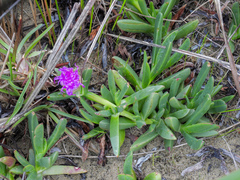 Carpobrotus rossii, photograph author not stated, no rights reserved