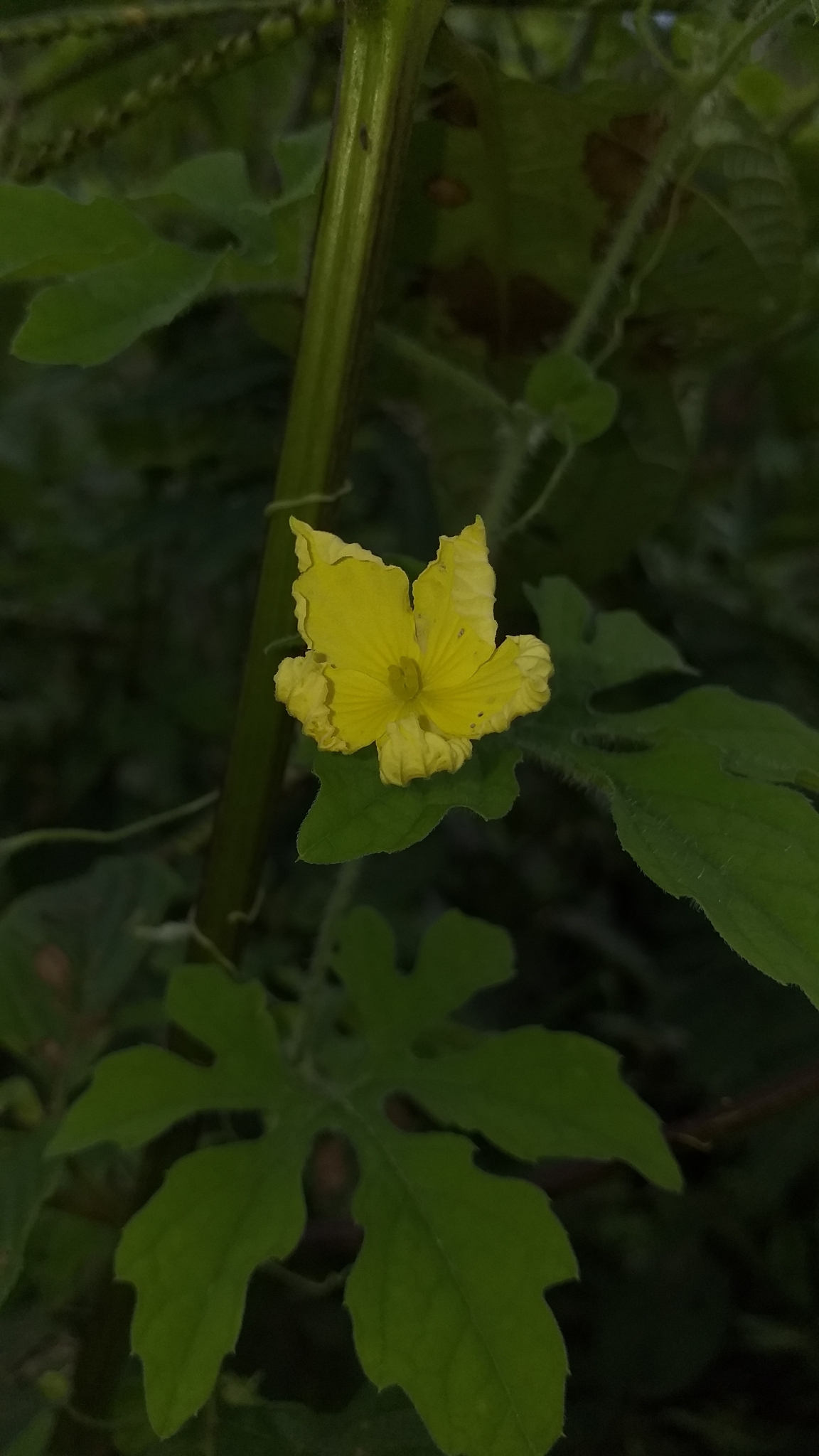 Momordica charantia