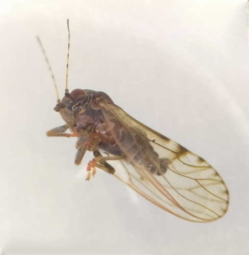 Cacopsylla crataegi
