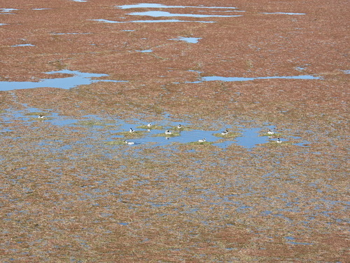 Hooded Grebe (Podiceps gallardoi), photo 9