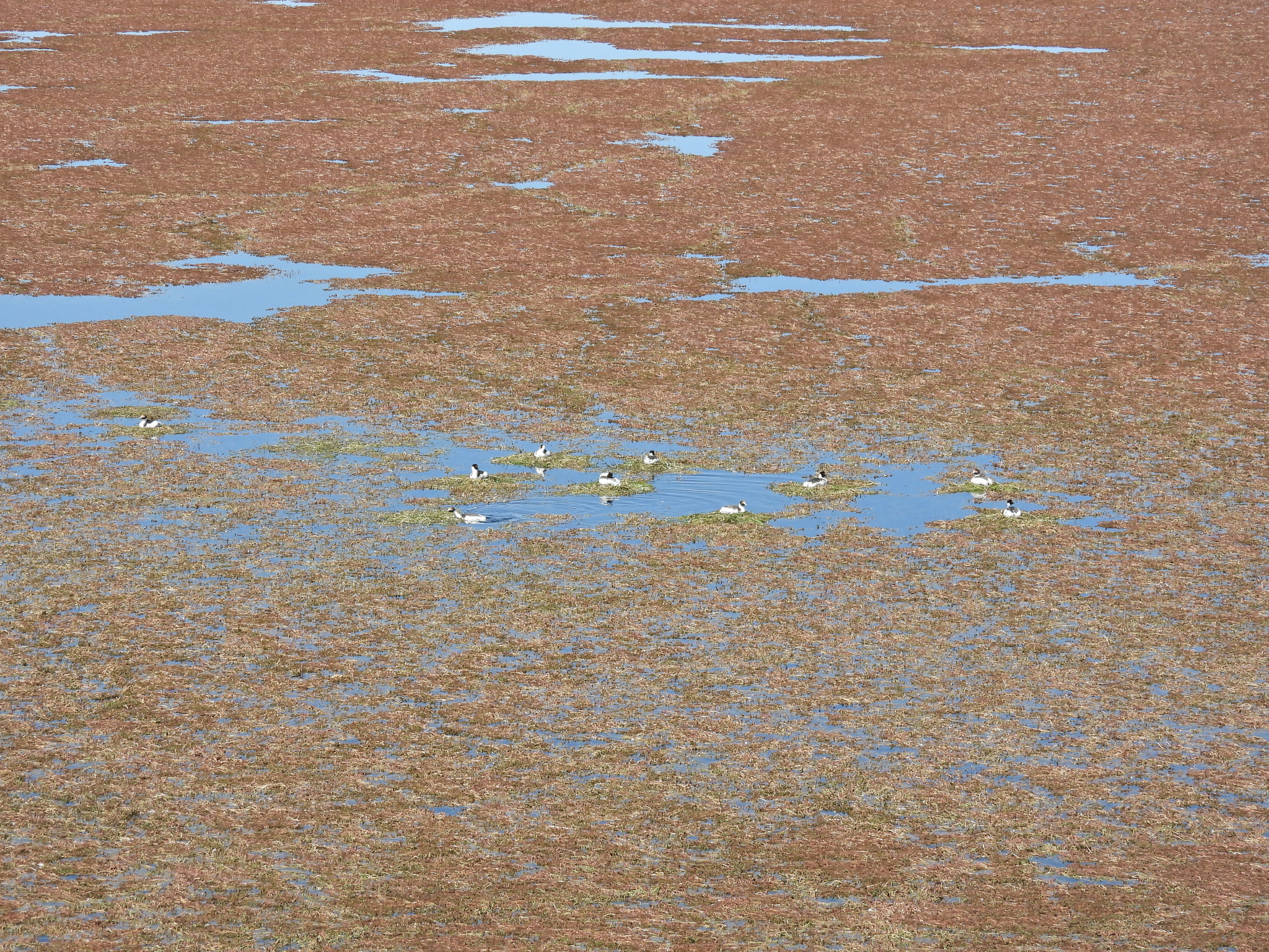 Hooded Grebe (Podiceps gallardoi), photo 9