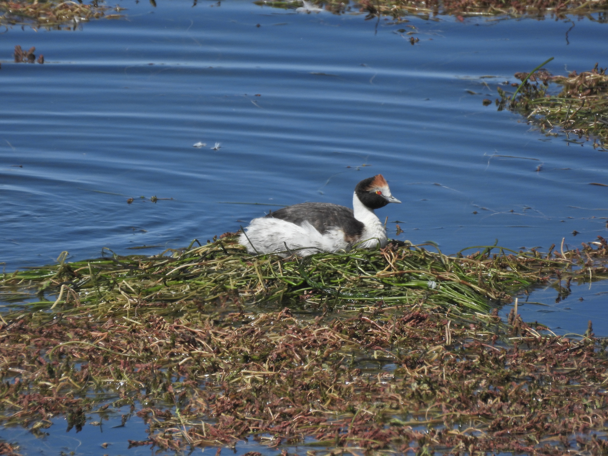Hooded Grebe (Podiceps gallardoi), photo 8