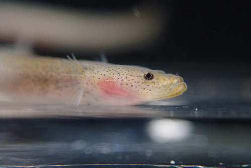 Luciogobius platycephalus