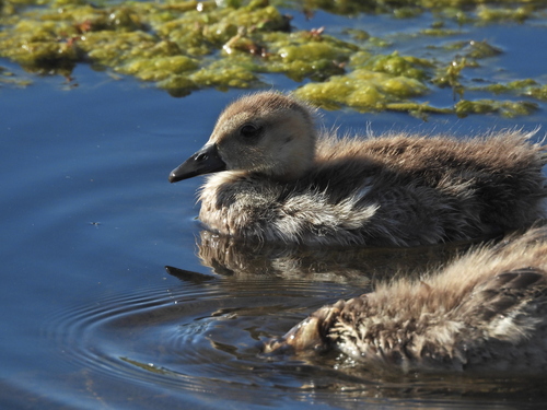 Chiloe Wigeon (Mareca sibilatrix), photo 8