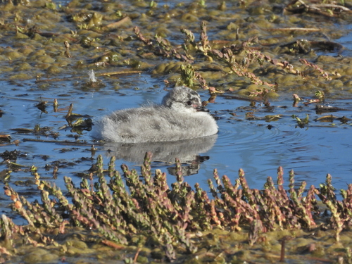 Silvery Grebe (Podiceps occipitalis), photo 4
