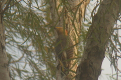 Melanerpes aurifrons