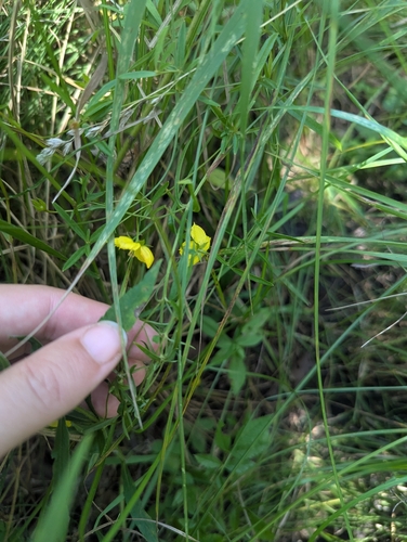 narrow-leaved loosestrife (Lysimachia quadriflora)