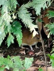 Boyaca Spiny Rat photo 4
