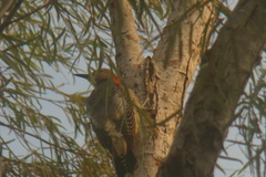 Melanerpes aurifrons