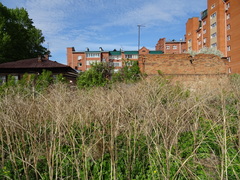 Arctium tomentosum