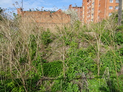 Chelidonium majus