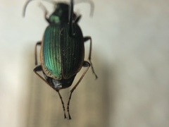 Agonum marginatum