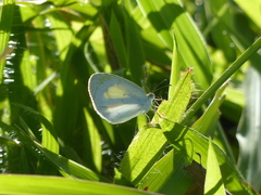 Eurema elathea flavescens