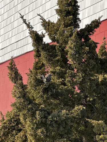 Northern Mockingbird