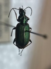 Agonum marginatum
