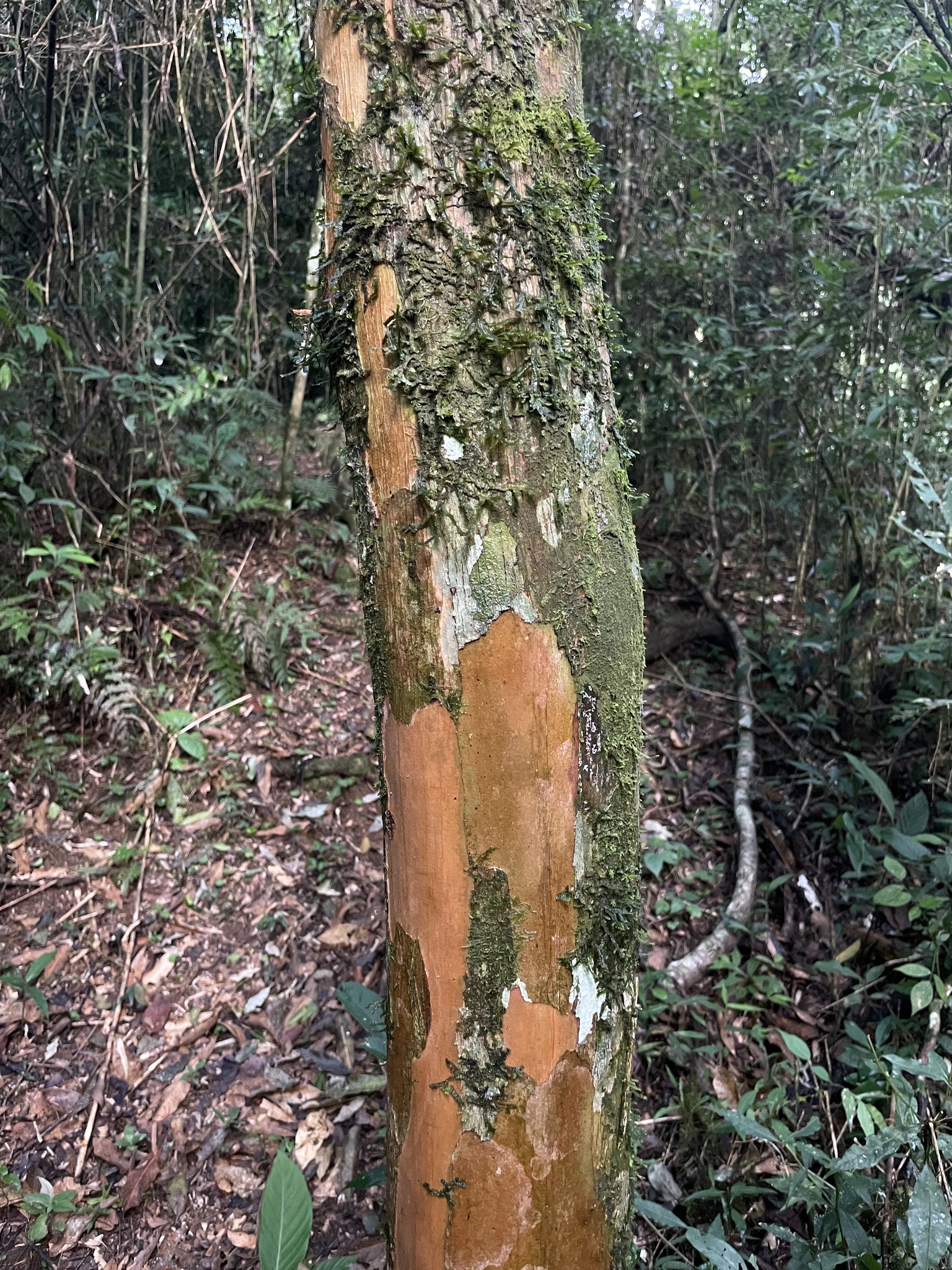 Imagem de Guabiroba