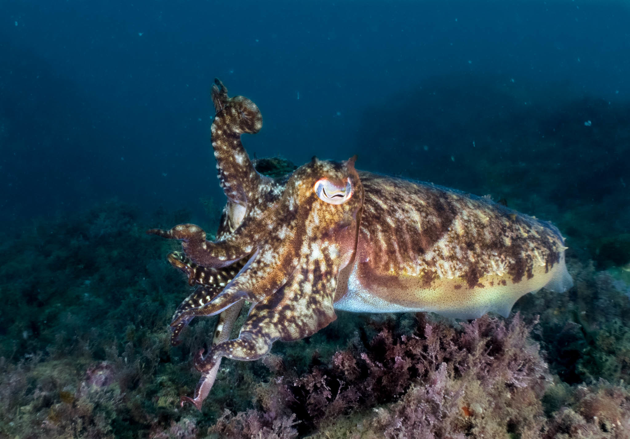 Common European Cuttlefish Sepia Officinalis Generally Stock Photo  429008602