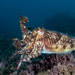 European Common Cuttlefish - Photo (c) Bernat Garrigós, some rights reserved (CC BY-NC), uploaded by Bernat Garrigós