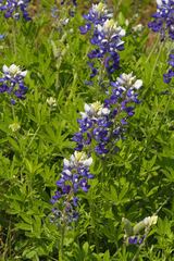 Lupinus texensis