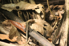 Holcosus quadrilineatus