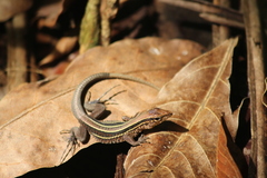 Holcosus quadrilineatus