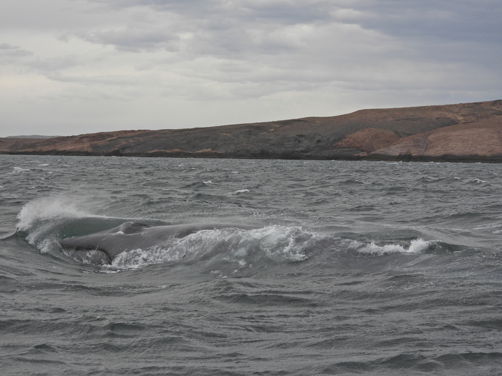 Immagine rappresentativa del genere Balaenoptera