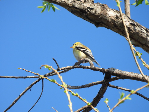 iNaturalist observation photo of American Goldfinch