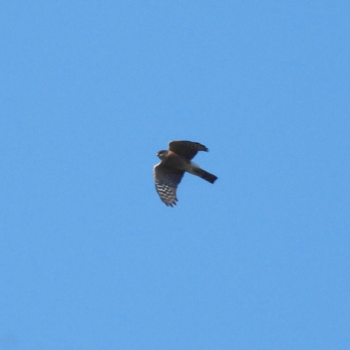 iNaturalist observation photo of Sharp-shinned Hawk