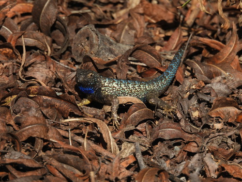 iNaturalist observation photo of Western Fence Lizard