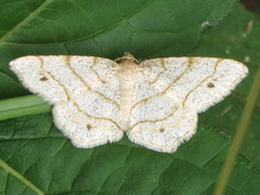 Trigrammia quadrinotaria