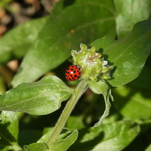 iNaturalist observation photo of Asian Lady Beetle