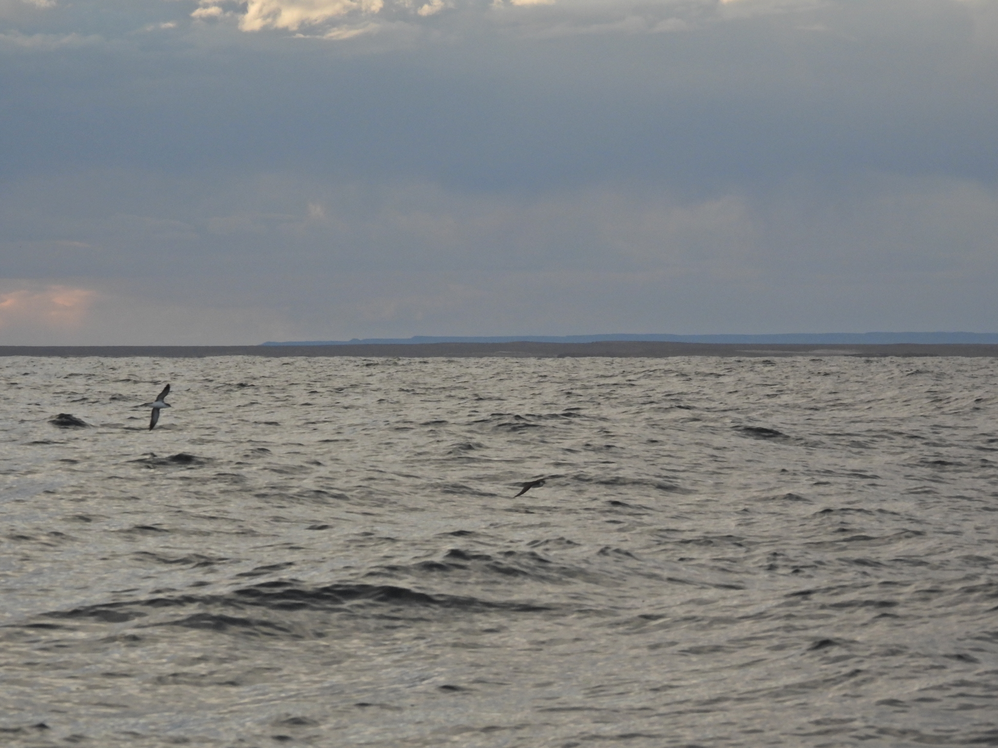 Manx Shearwater (Puffinus puffinus), photo 3