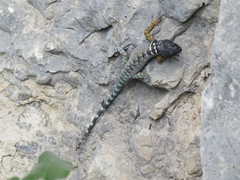 Sceloporus ornatus