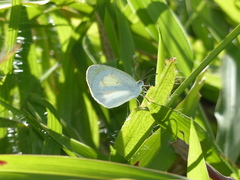 Eurema elathea flavescens