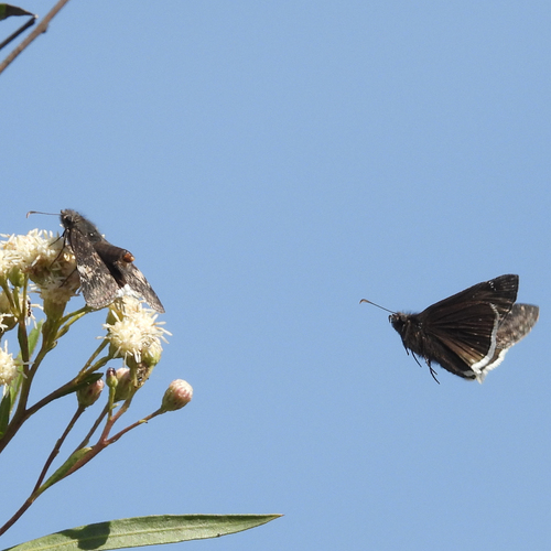 iNaturalist observation photo of Funereal Duskywing