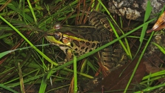 Lithobates lenca