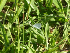Eurema elathea flavescens